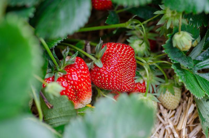 Image of strawberries ready to harvest. 