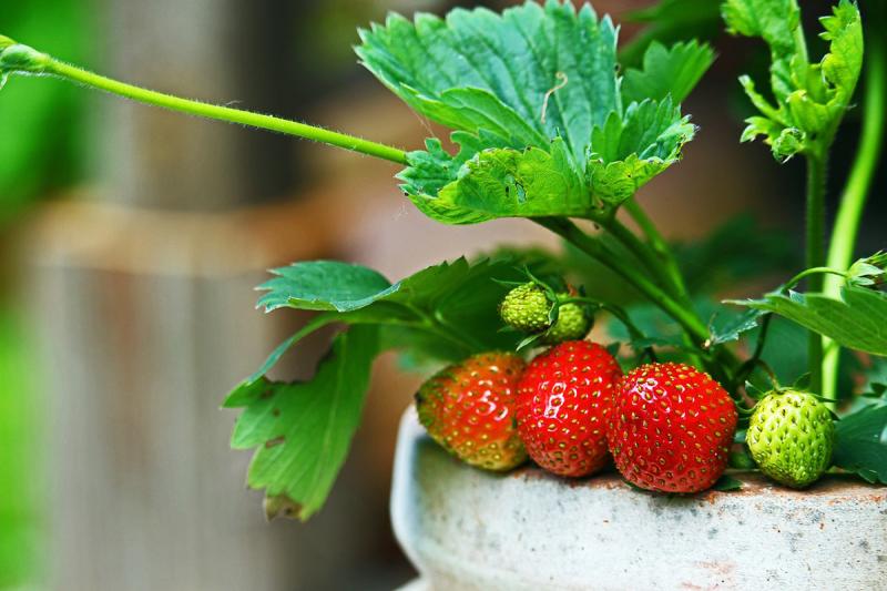 Picture of strawberries in container.