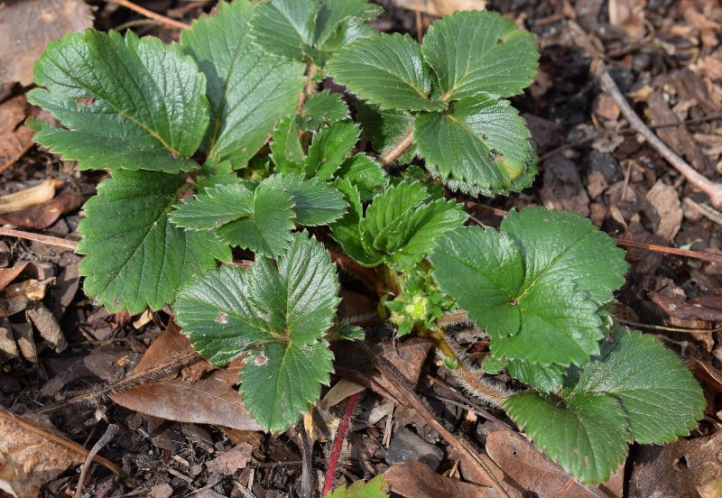 Image of a young strawberry plant. 