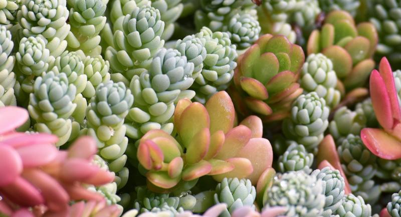 Image of assorted succulent plants. 