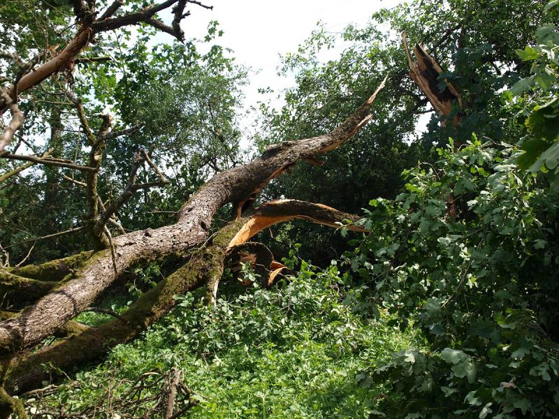 Picture of tree with tornado damage.