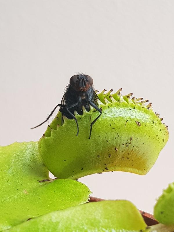 Picture of Venus fly trap.