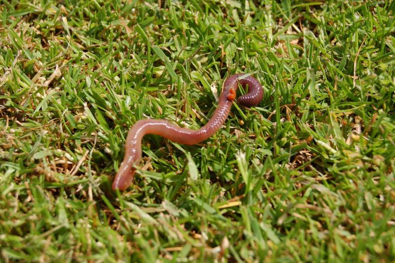 Picture of earthworm