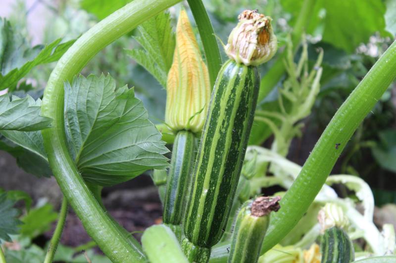 Picture of Zuchini Plant