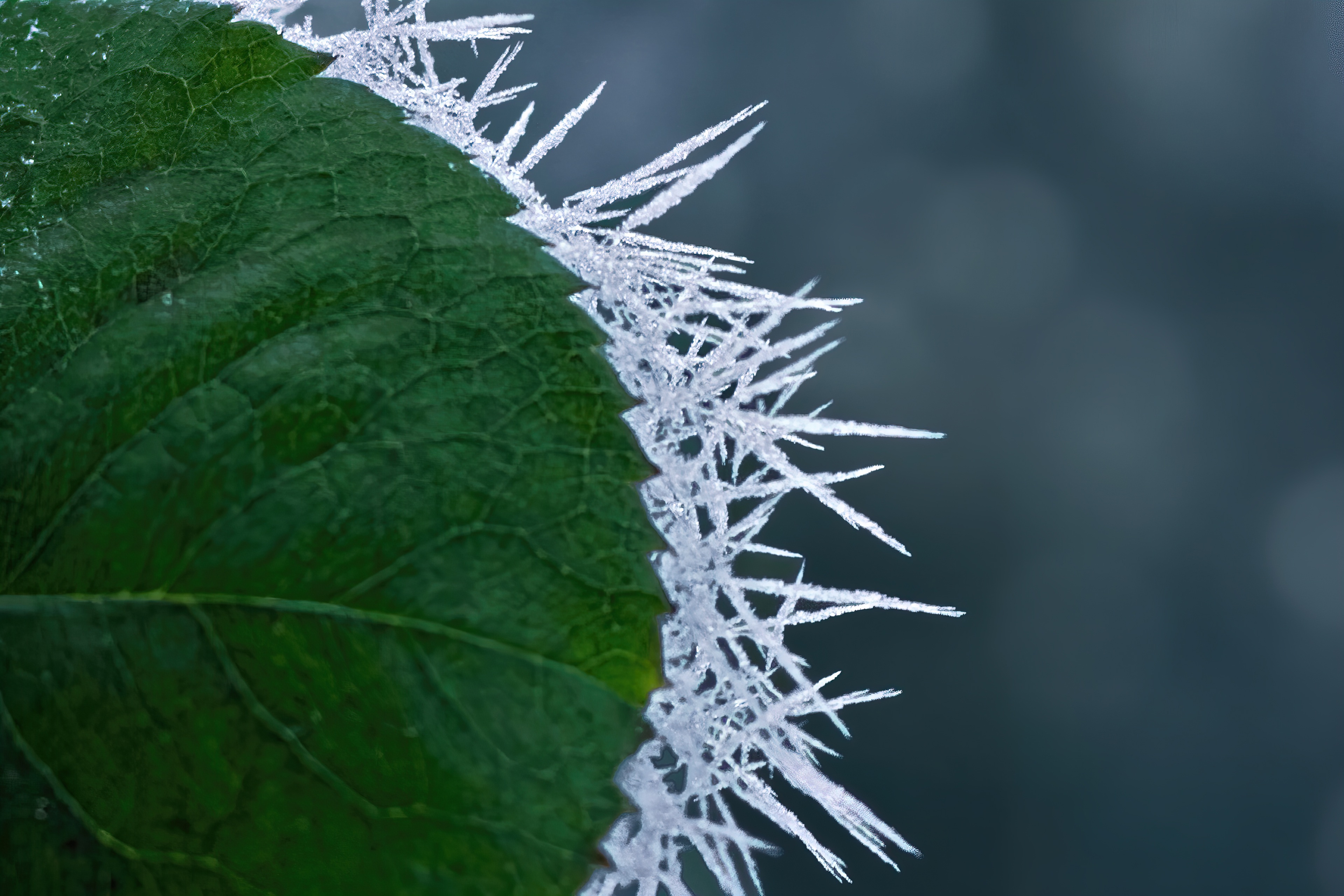 Green leaf edged with sharp, white ice crystals against a blurred dark background.