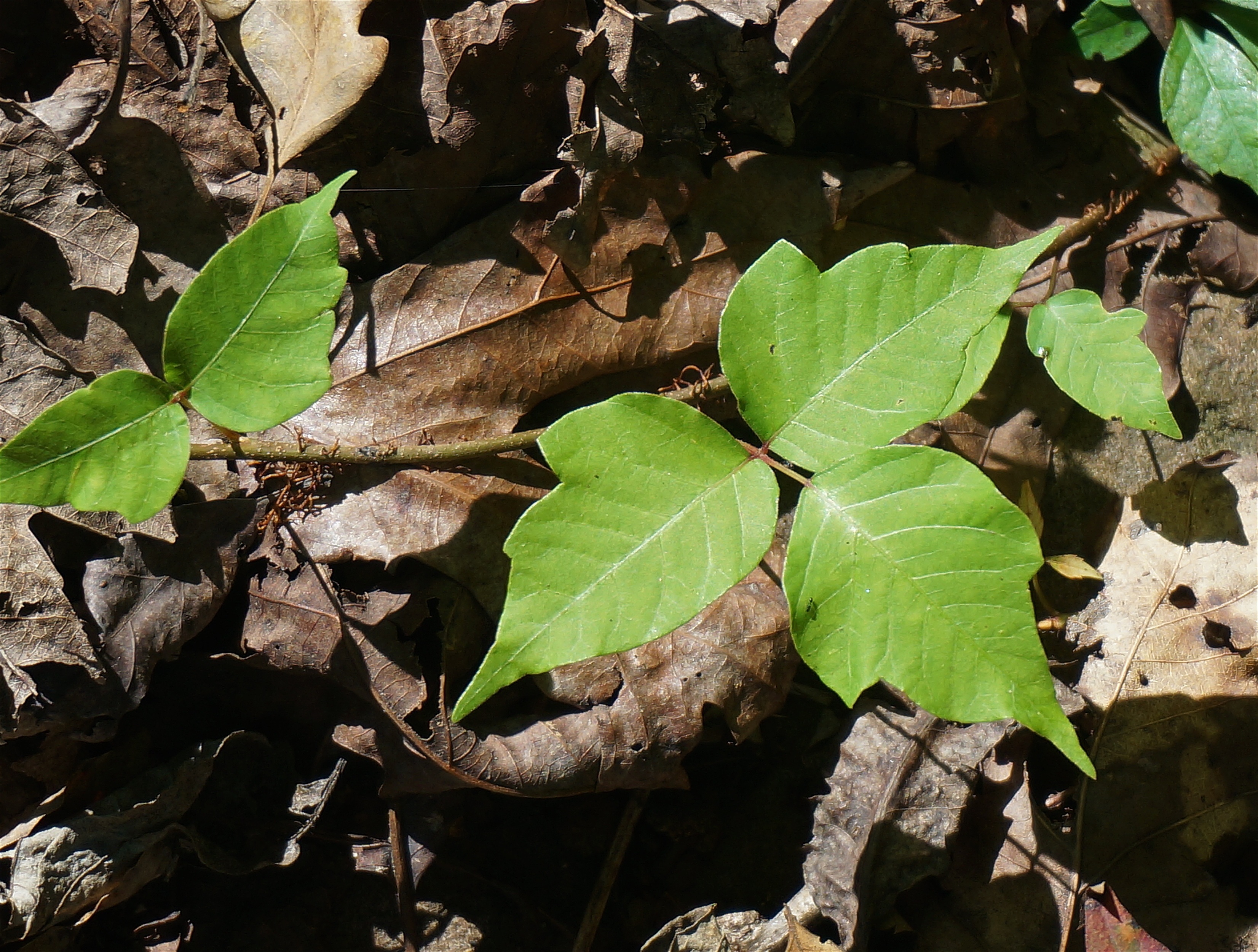 Green poison ivy leaves with pointed tips amid dry brown forest floor leaves.