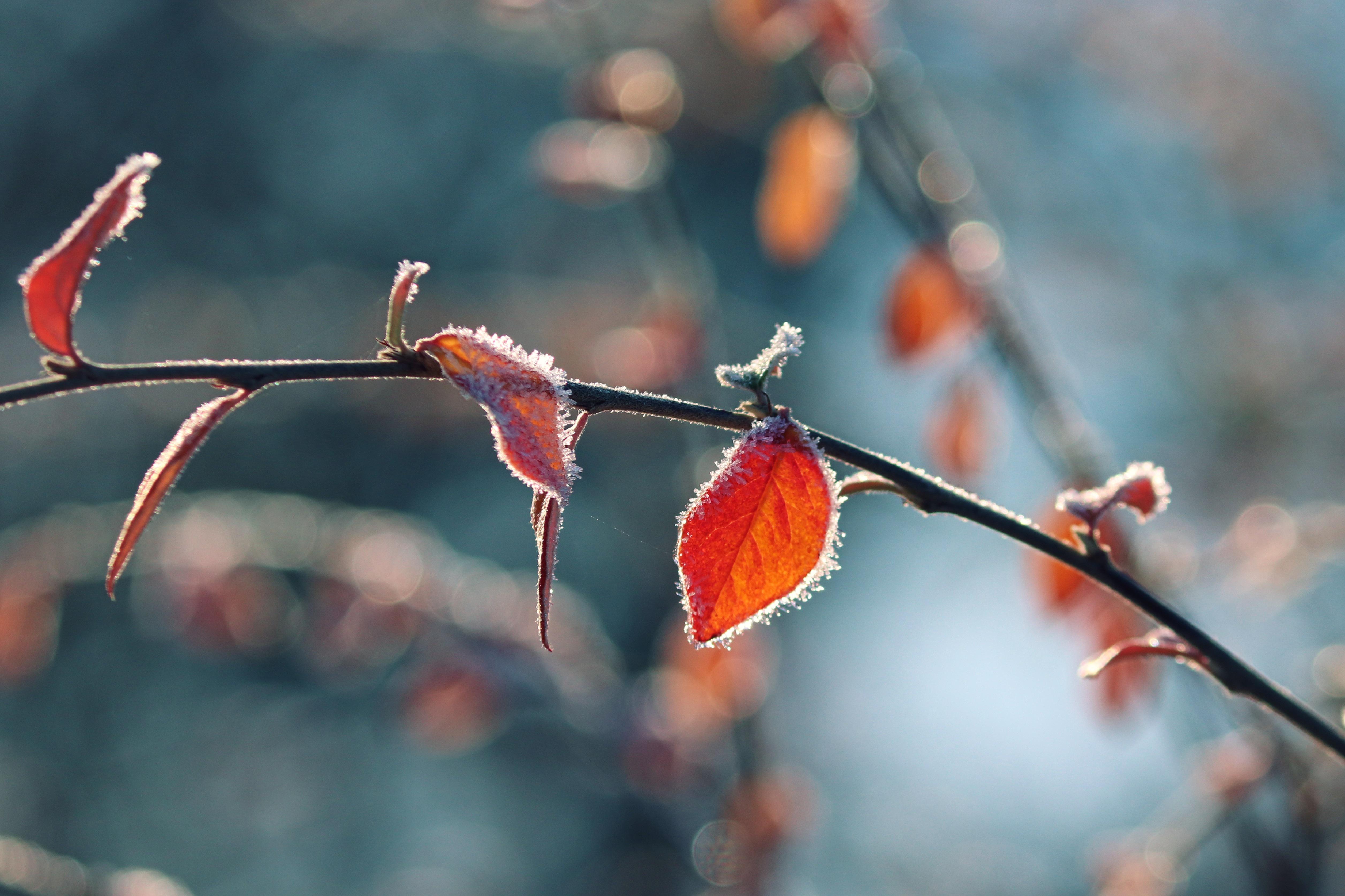 Frost-covered red leaves on a thin branch against a blurred blue background.