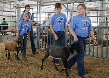 two younger children leading goats with older children walking behind them