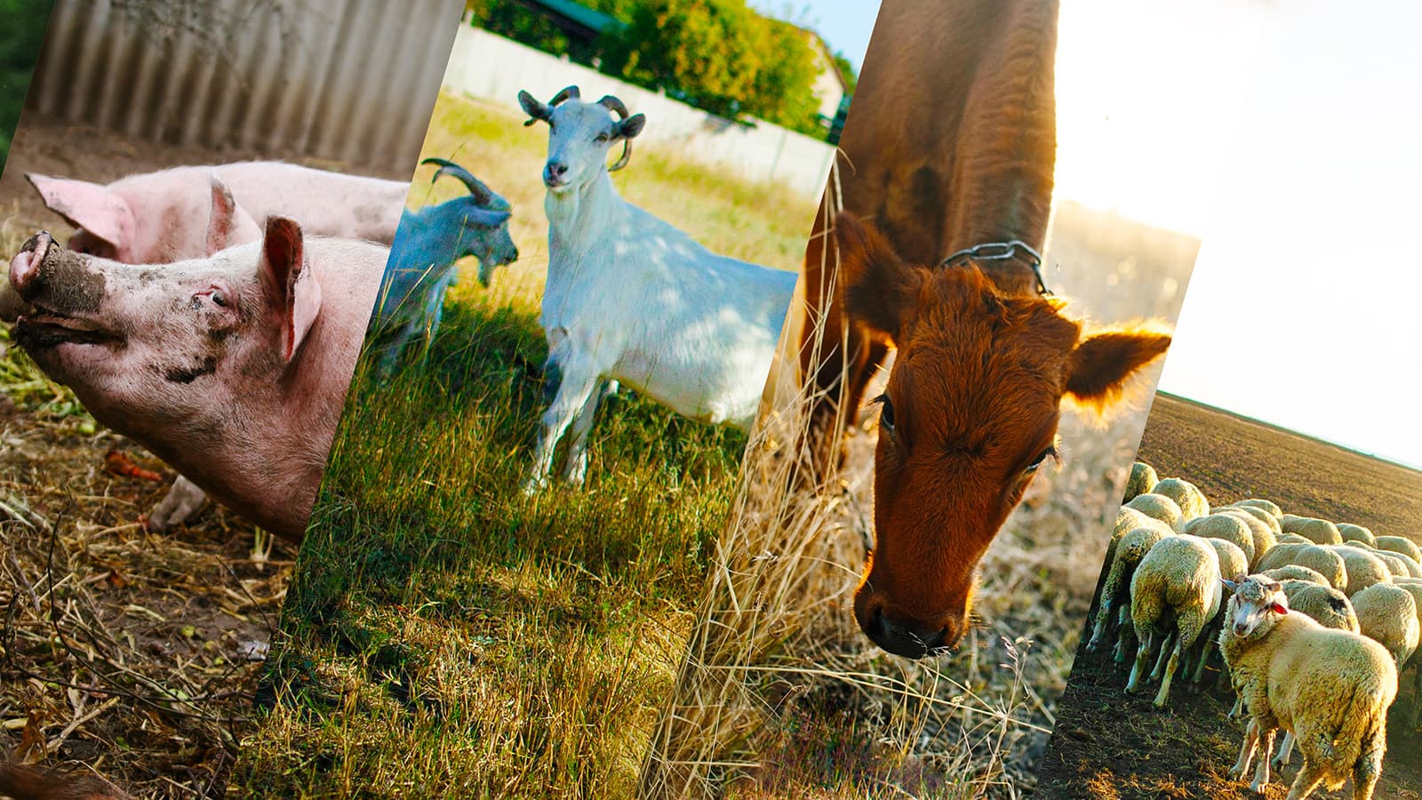 multiple image collage of a pig, goat, cow, and sheep