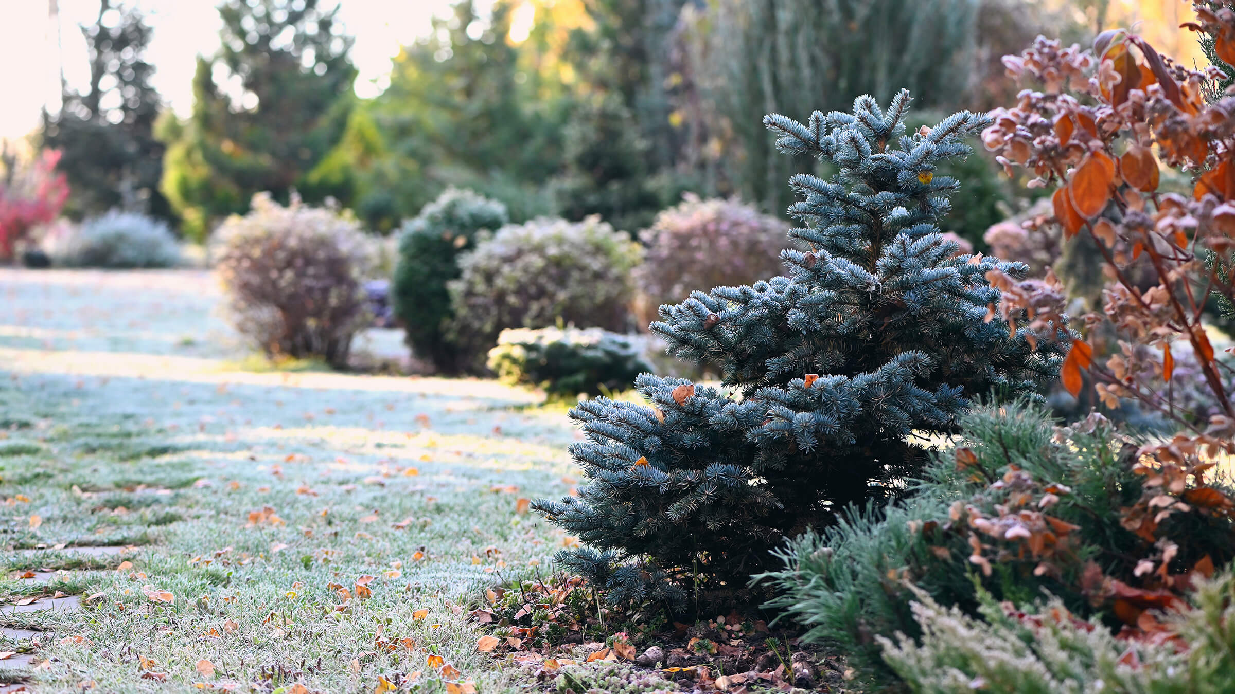 Image of shrubs in winter. 