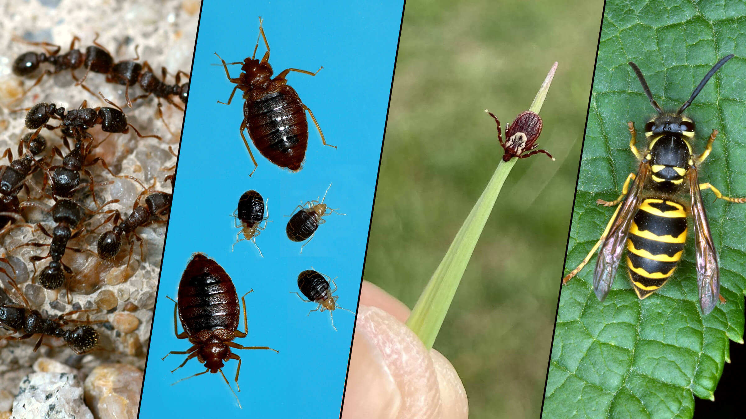 a collage of four types of insects:  ants, bed bugs, tick and wasp