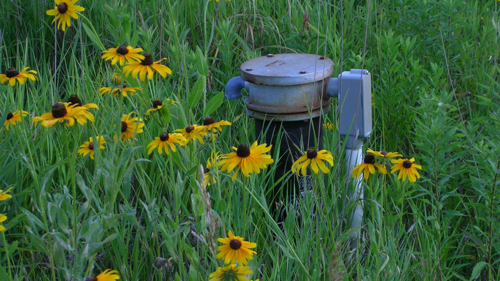 image of a well head in a field of yellow flowers