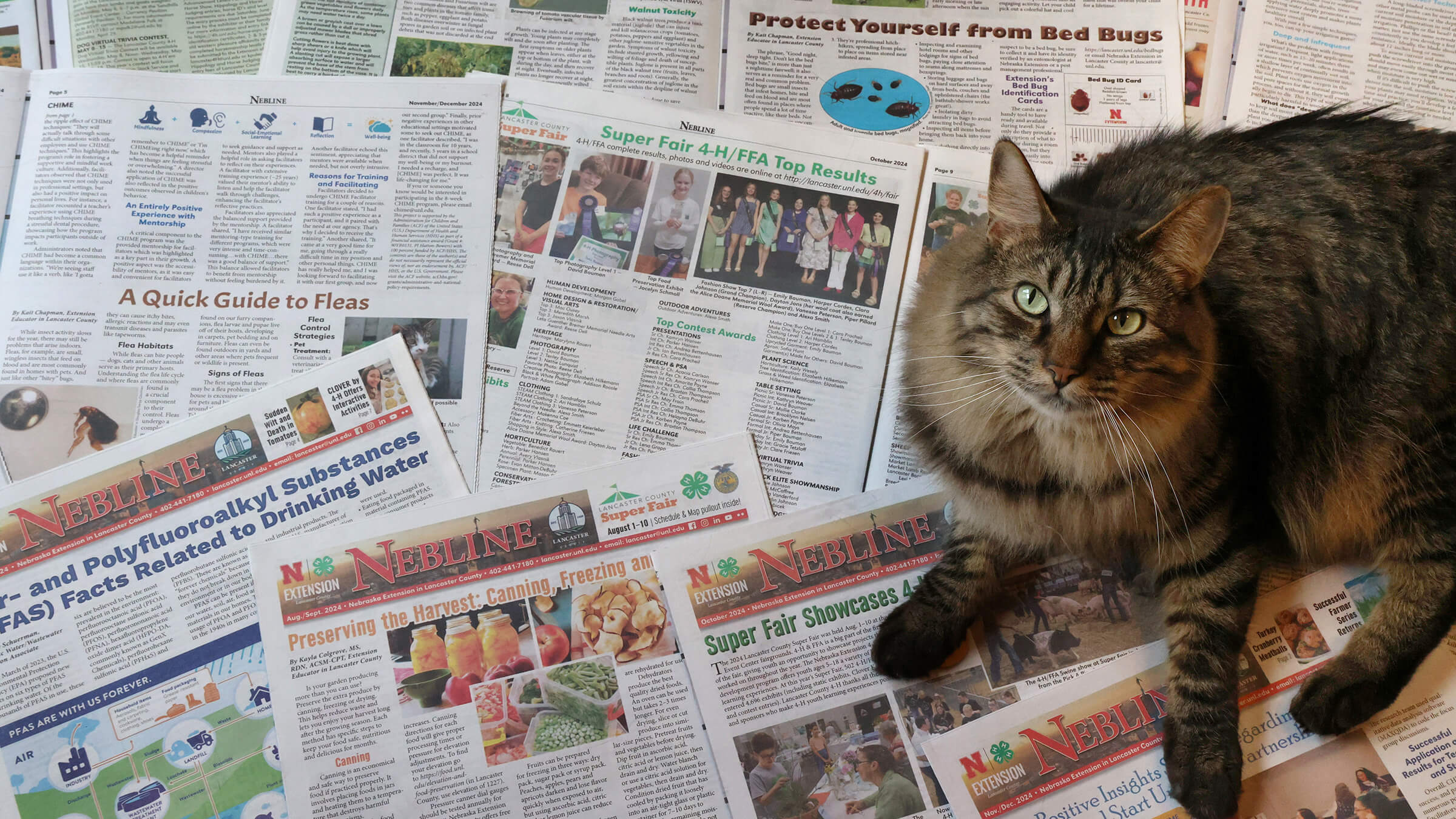 A cat sitting on several Nebline newsletters spread out to show front and inside pages