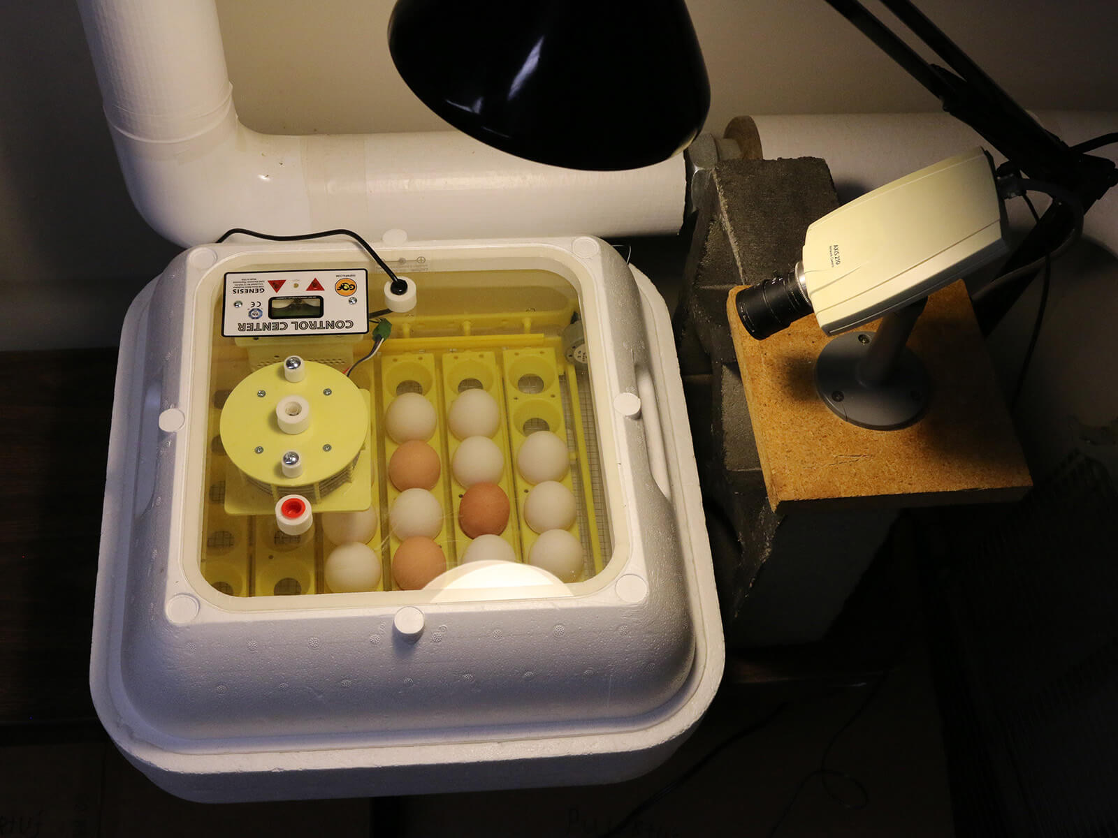 a digital camcorder aimed at a Styrofoam incubator which has several white and brown chicken eggs