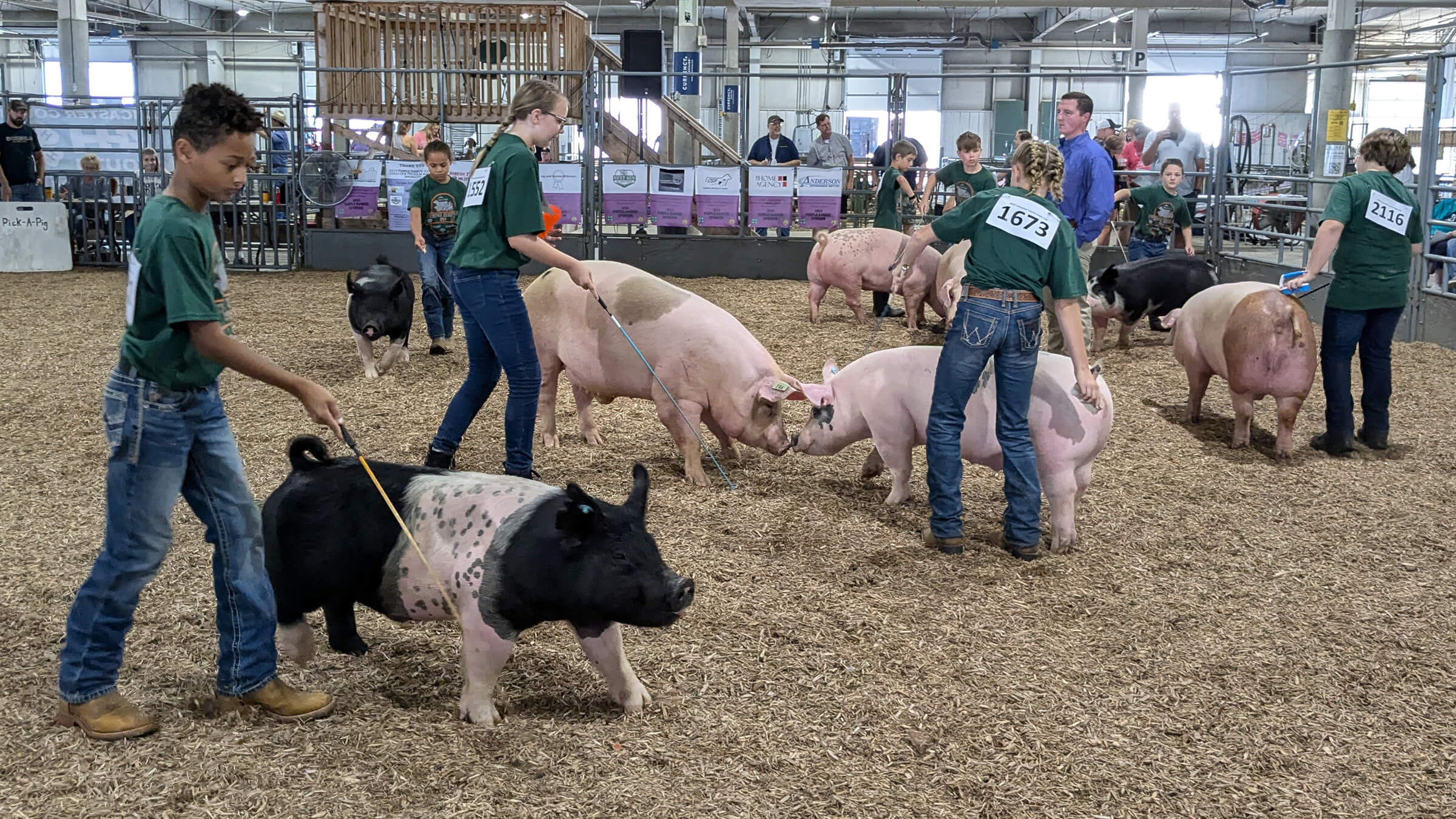 Several youth leading various breeds of swine in a show arena with an adult judge observing