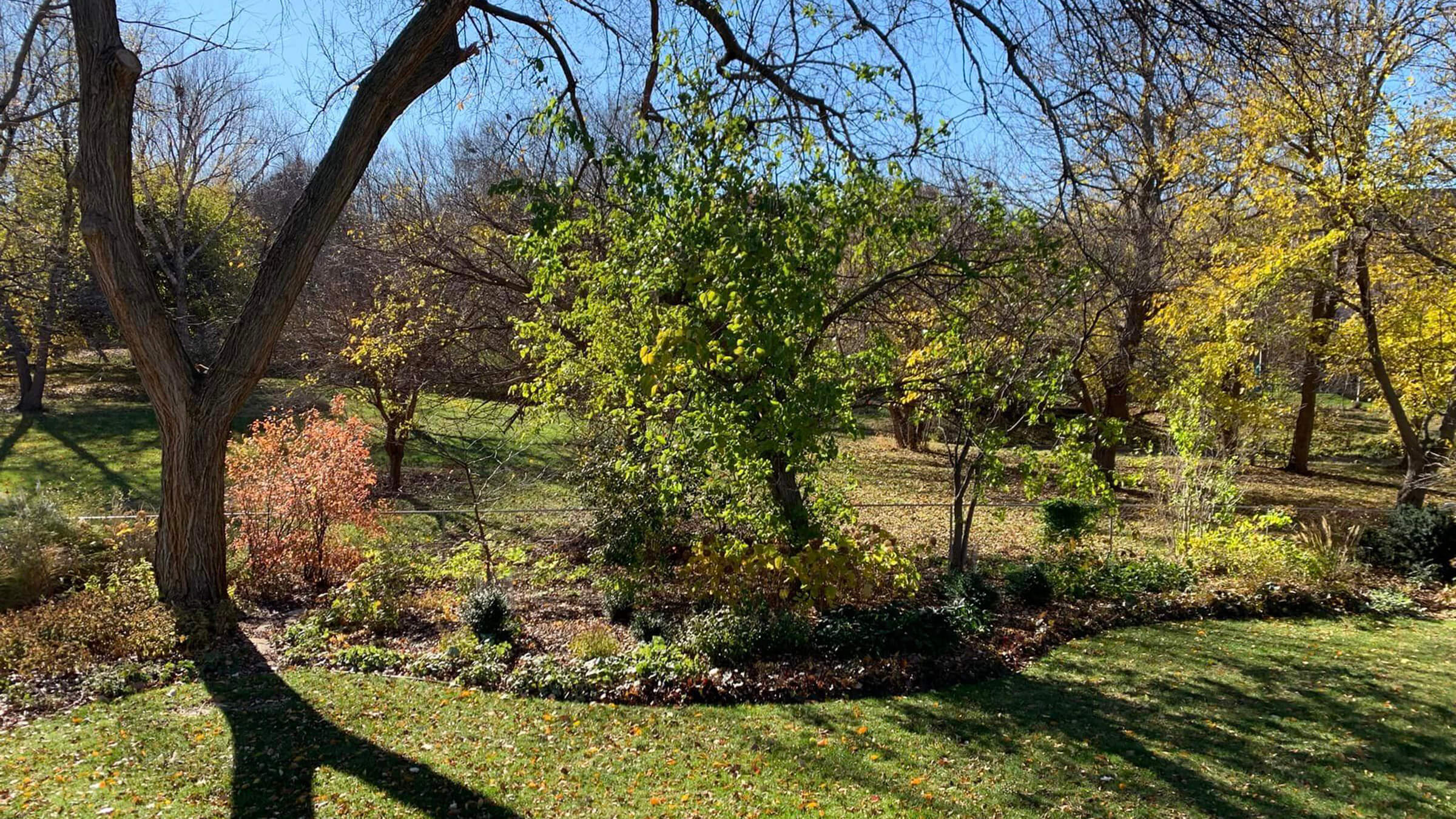 Photo of a yard in fall with trees and shrubs grouped in a woodchipped space in the midde of grass