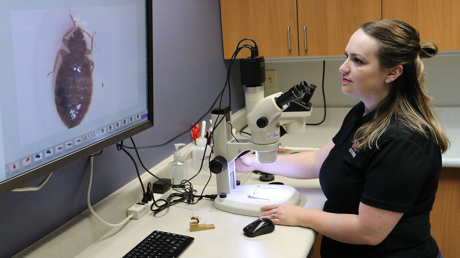 Kait Chapman looking at a bed bug using a digital microscope