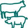 beef cattle and swine icons