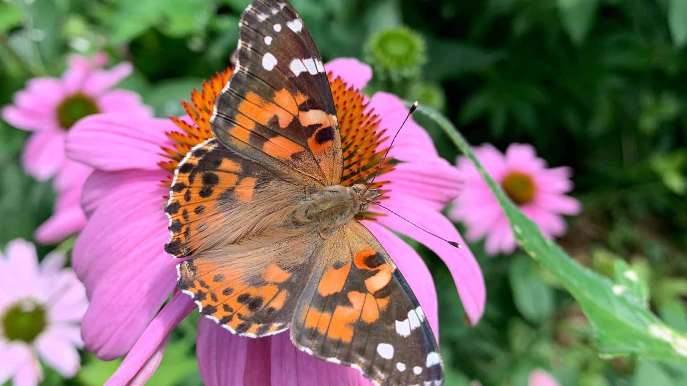 image of butterfly on a flower