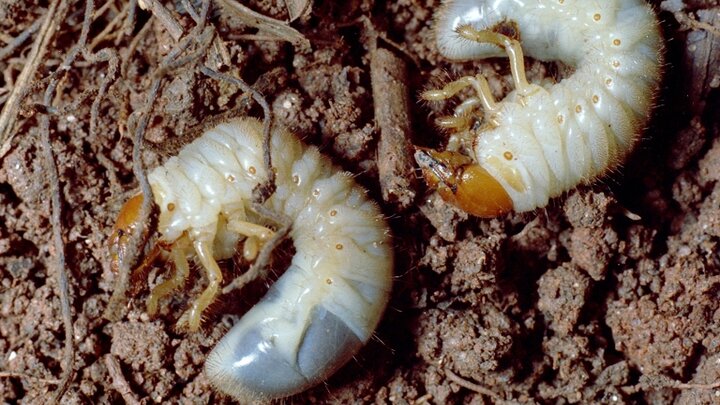 Picture of white grubs.