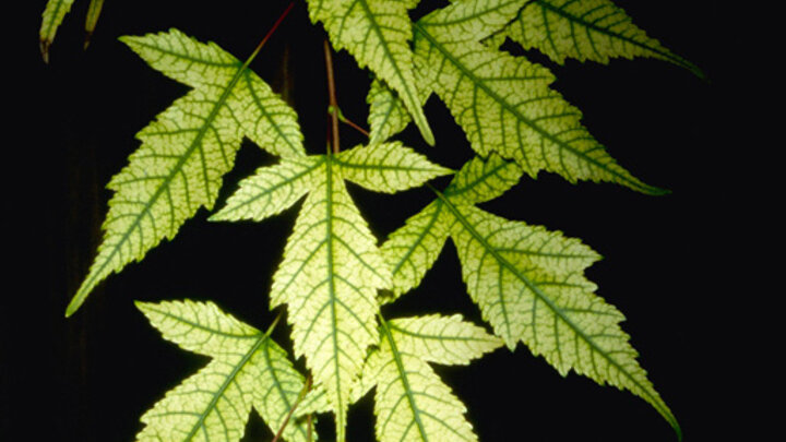 Picture of Iron chlorosis on foliage of trident maple.