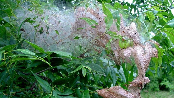 Image of fall webworm in tree. 