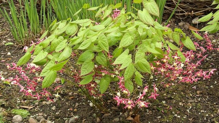 Picture of Epimedium x rubrum.
