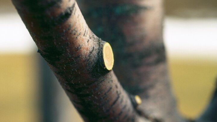 Image of a good pruning cut. 