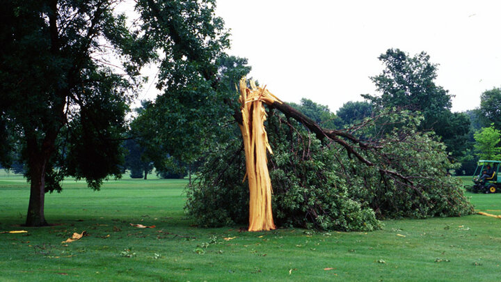 large tree broken in half, bark removed and trunk split in multiple spots