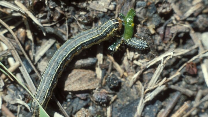 Picture of Armyworms