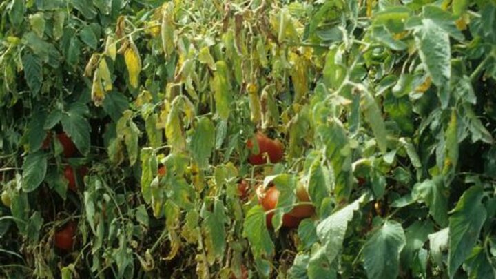 Image of Fusarium wilt infection on a susceptible plant. 