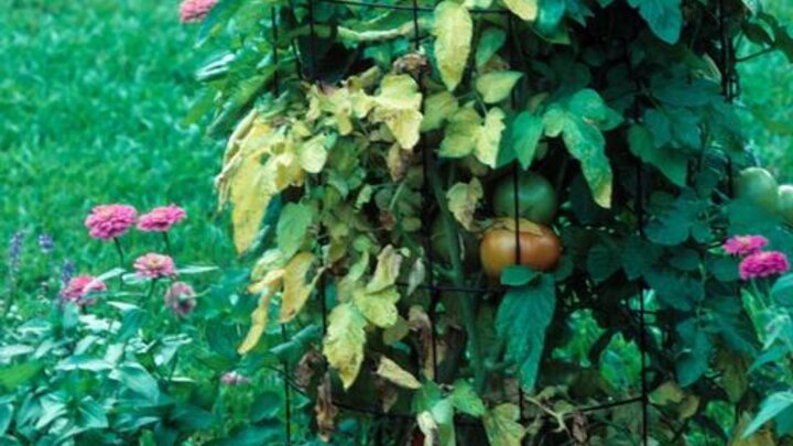 Picture of Tomato plant.