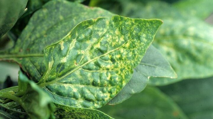 Image of a pepper leaf. The leaf is green but it has yellow marbling all throughout the leaf.