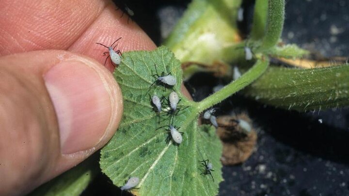 Image of immature squash bugs, from Gerald Holmes, Strawberry Center, Cal Poly San Luis Obispo, Bugwood.org. 