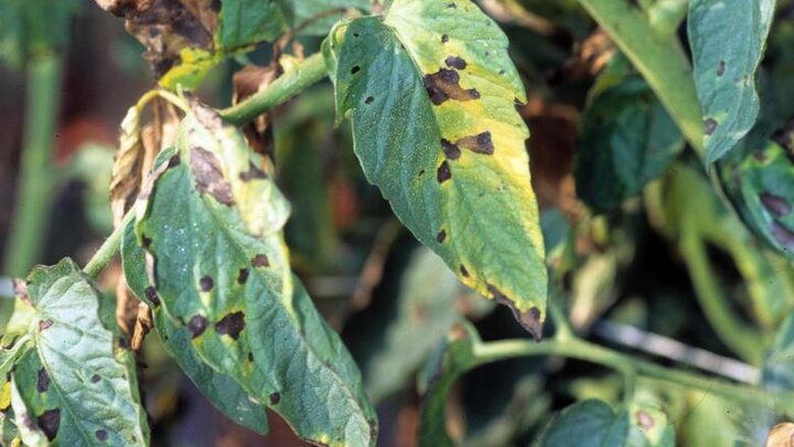 Image of early blight, Alternaria solani, lesion on tomato leaves. 