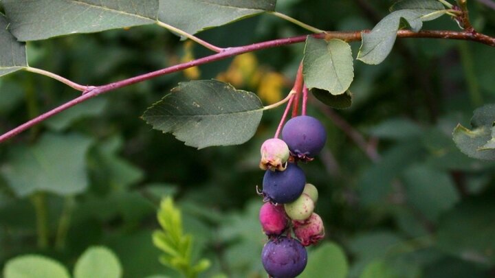 Picture of serviceberries.