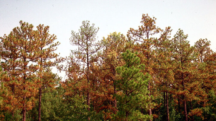 Picture of drought Pine Trees.