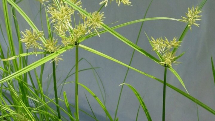 Image of yellow nutsedge with mature seeds