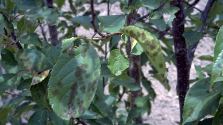 Image of apple scab lesions on foliage. Image by William Jacobi, Colorado State University, Bugwood.org. 