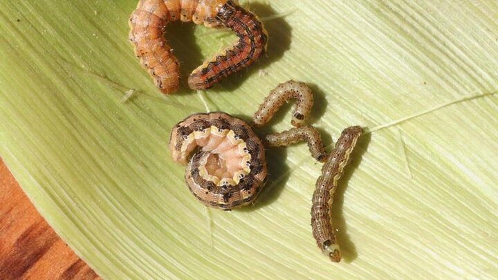 Picture of corn earworms.