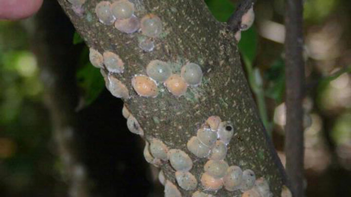 Picture of Adult magnolia scale in tree bark.