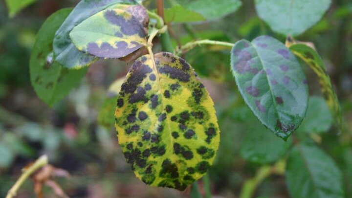 Black spot fungal leaf infections on a rose plant. 