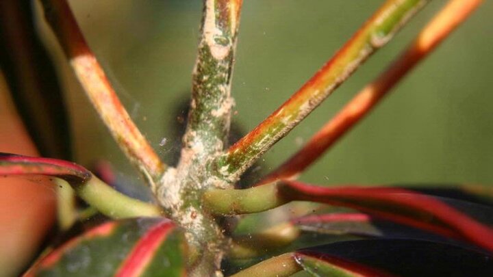 Image of spider mites on a croton. 