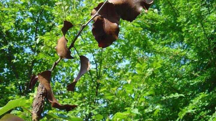 Picture of fireblight on pear stem.