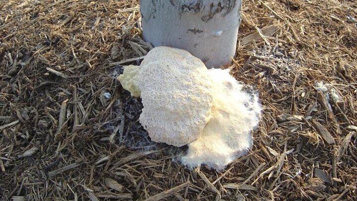 Picture of slime mold. Image by Jason Sharman, Vitalitree, Bugwood.org