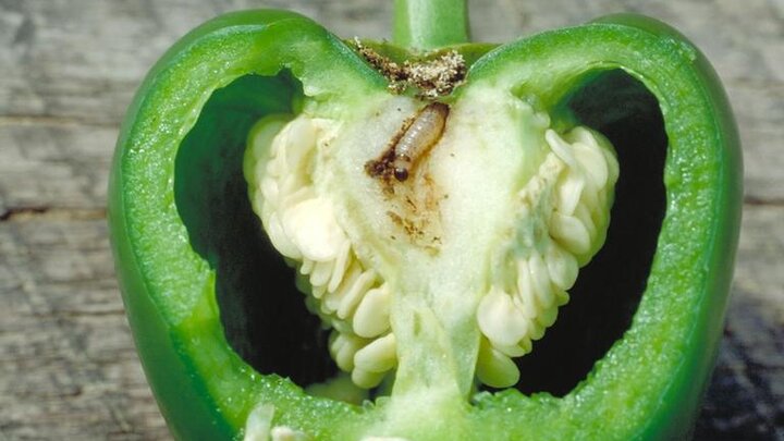 Picture of a pepper with a European corn borer.