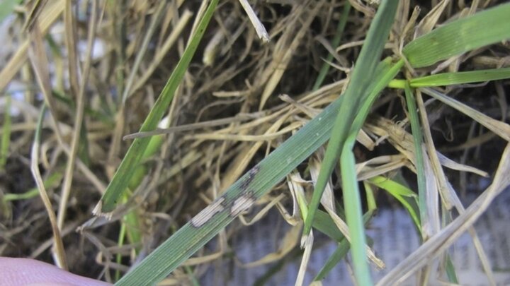 Image of brown patch symptoms on tall fescue leaves. 