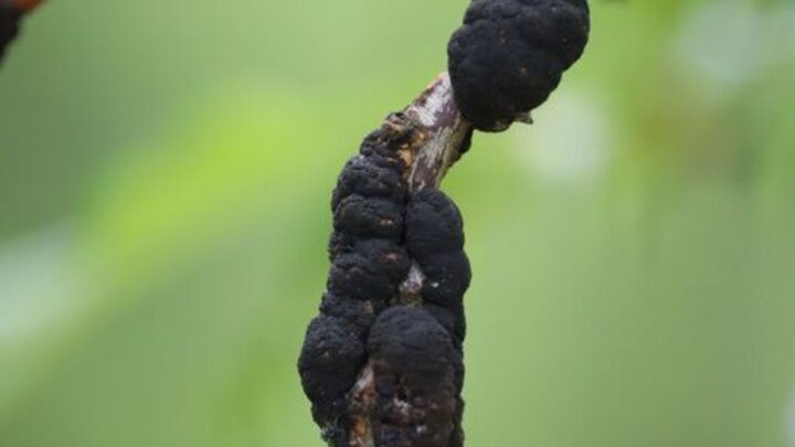 Picture of black knot disease on fruit tree.