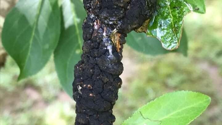 Image of a black knot gall. 