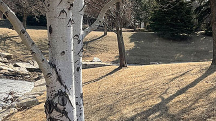 Image of river birch and brown winter grass. 